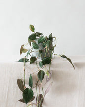 Philodendron Micans - Leaf Envy