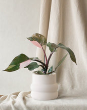 Philodendron Pink Princess - Leaf Envy