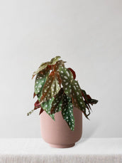 Polka Dot Begonia & Hyde Rust - Leaf Envy