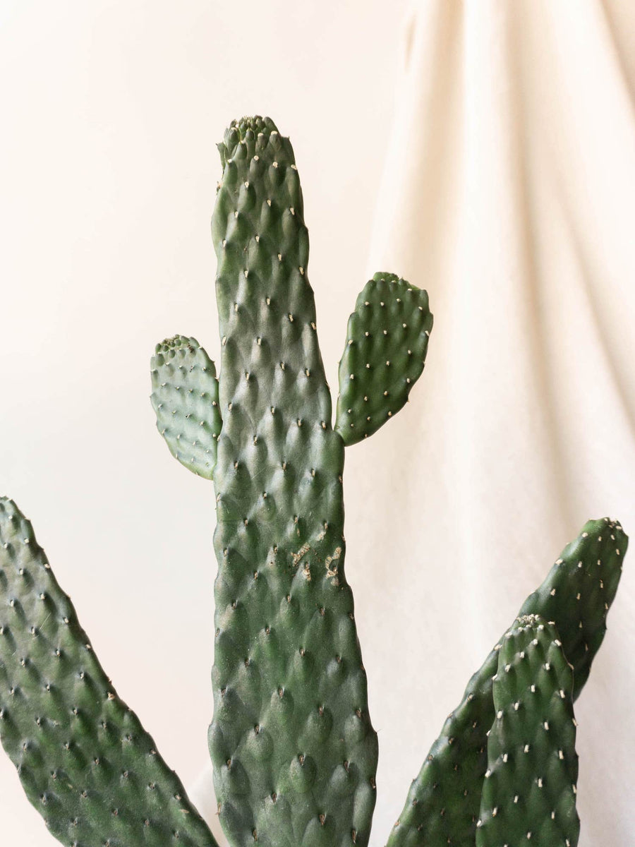 Road Kill Cactus Online Easy Care Leaf Envy