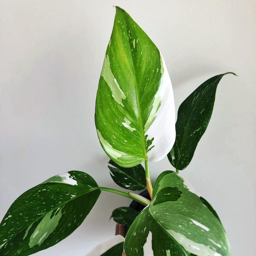Philodendron White Princess Care Guide