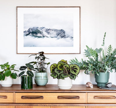 5 Benefits of Bringing Plants into Your Home