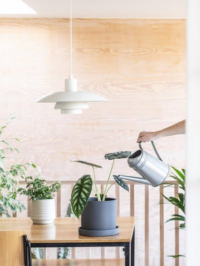 5 signs you have overwatered your plants