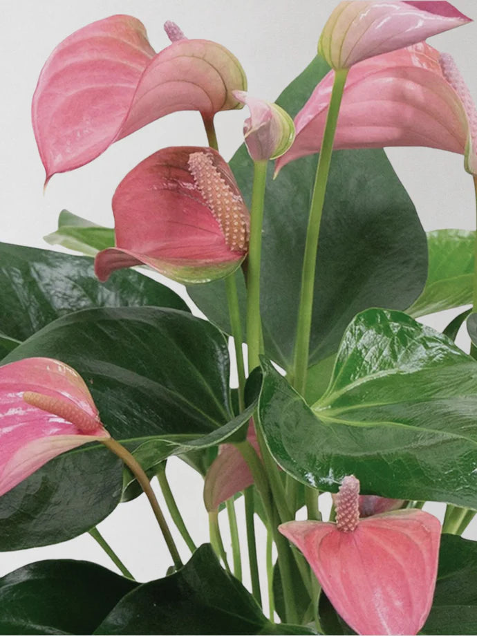 Pink Flamingo Flower