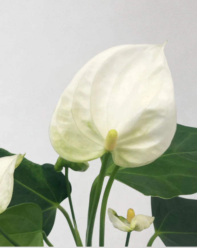 White Flamingo Flower