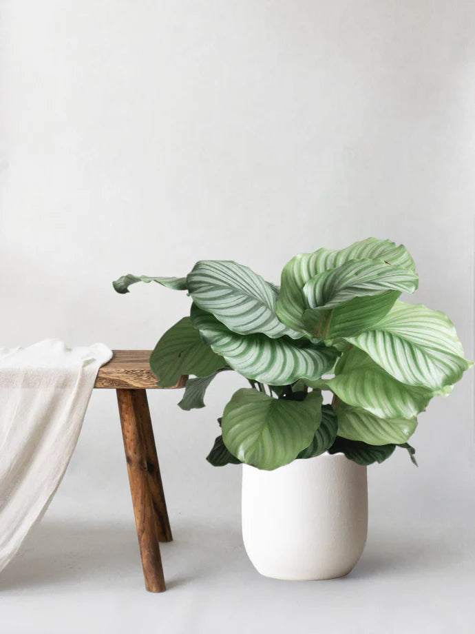 Calathea Orbifolia Care Guide