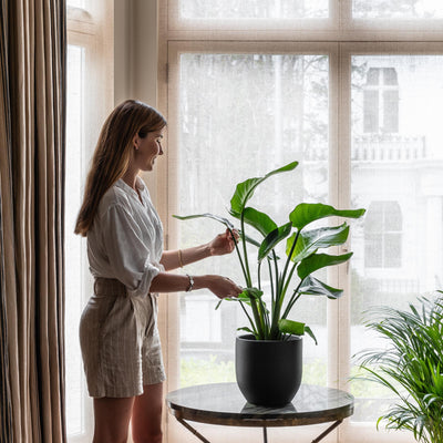 Essential Plant Care Tips for Your Bird of Paradise
