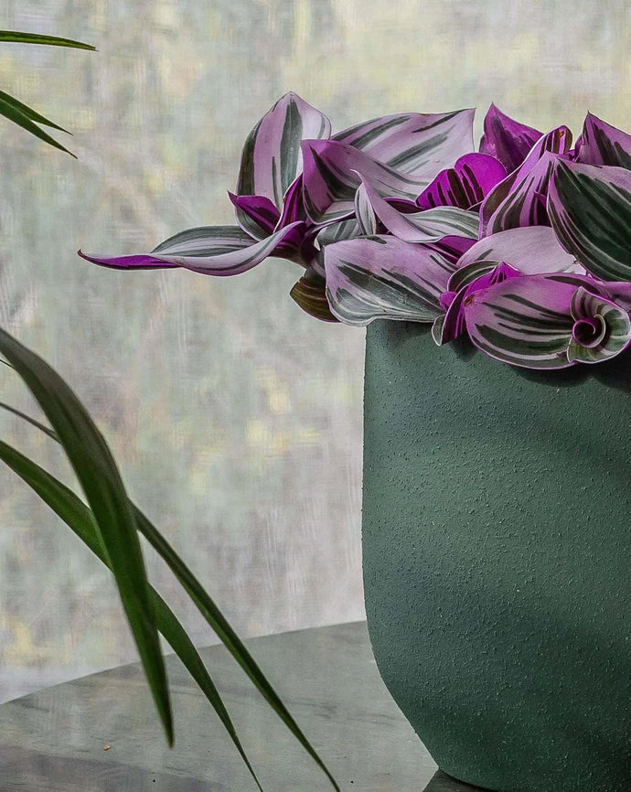 Pink Nanouk Care Guide