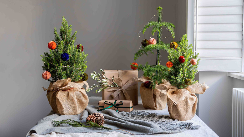How to Care for Your New Christmas Tree from Leaf Envy