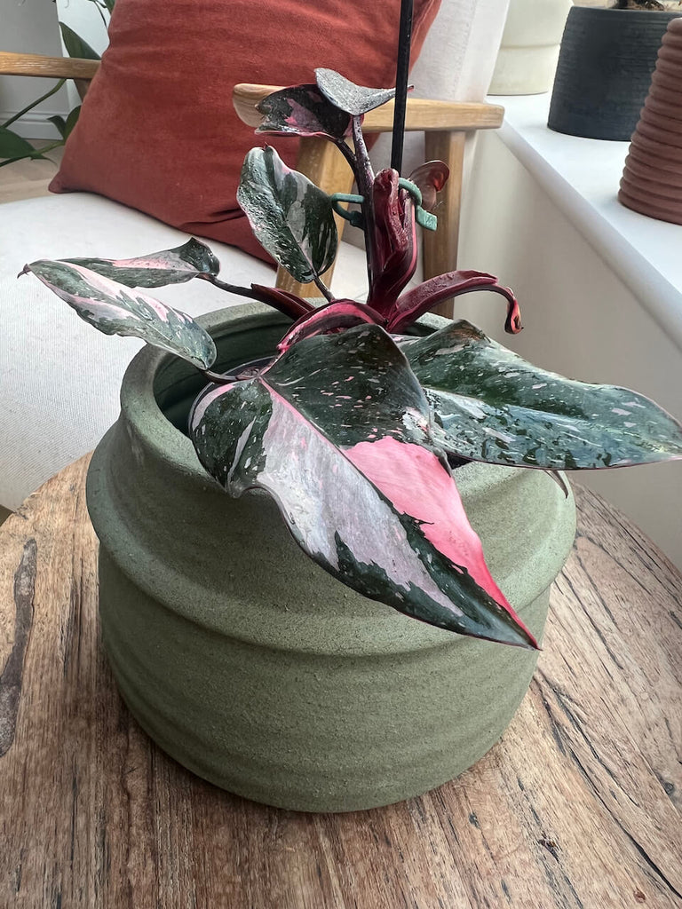 How to Care for Your Philodendron Pink Princess