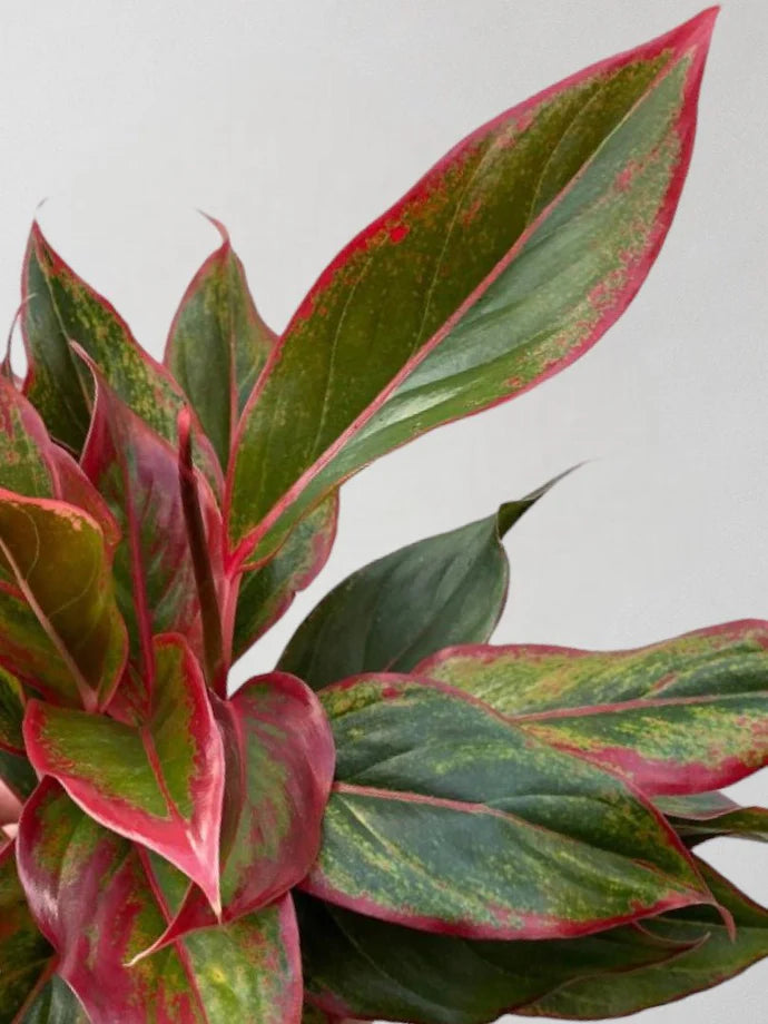 Aglaonema Crete Care Guide