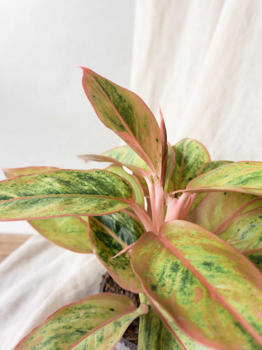Aglaonema Salmon Fantasy - Leaf Envy