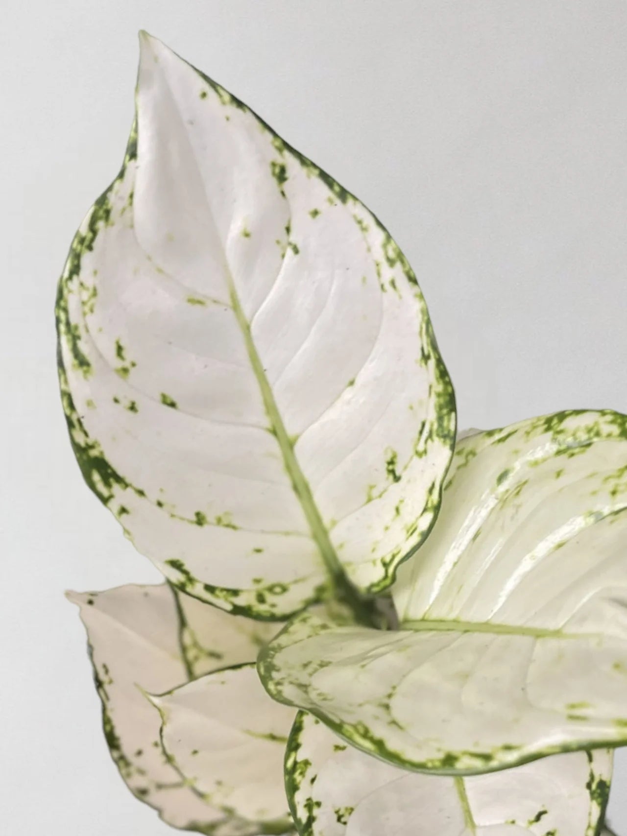 Aglaonema White Joy Care Guide