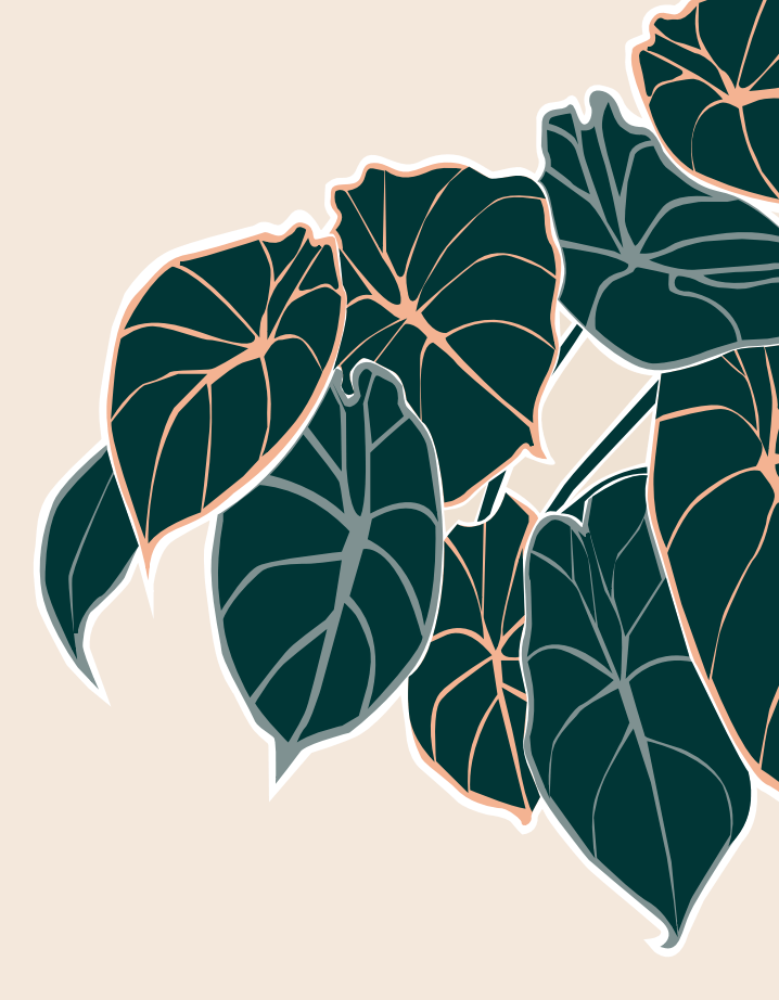 Alocasia Black Velvet