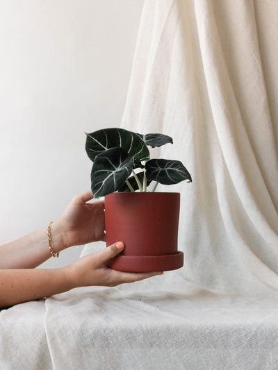 Alocasia Black Velvet Plant Care Tips
