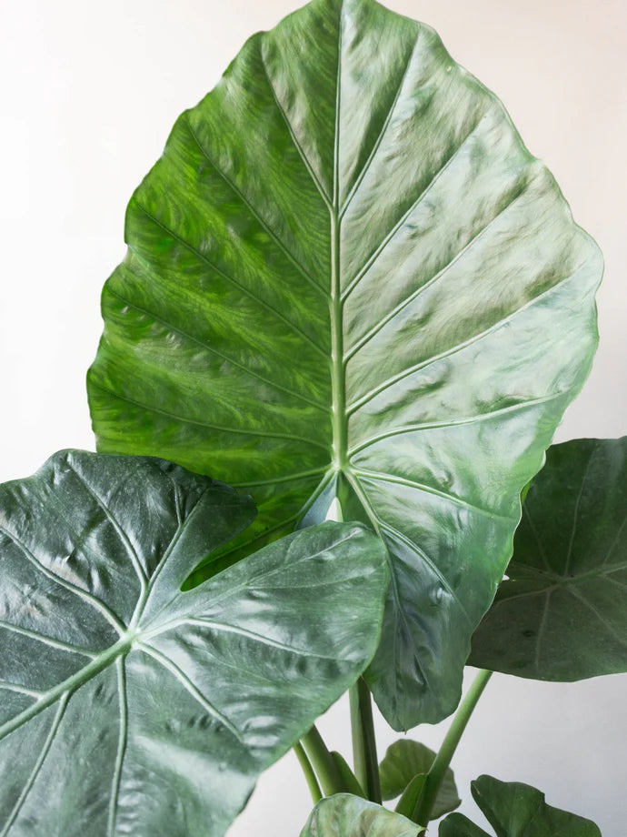 Alocasia Odora Care Guide