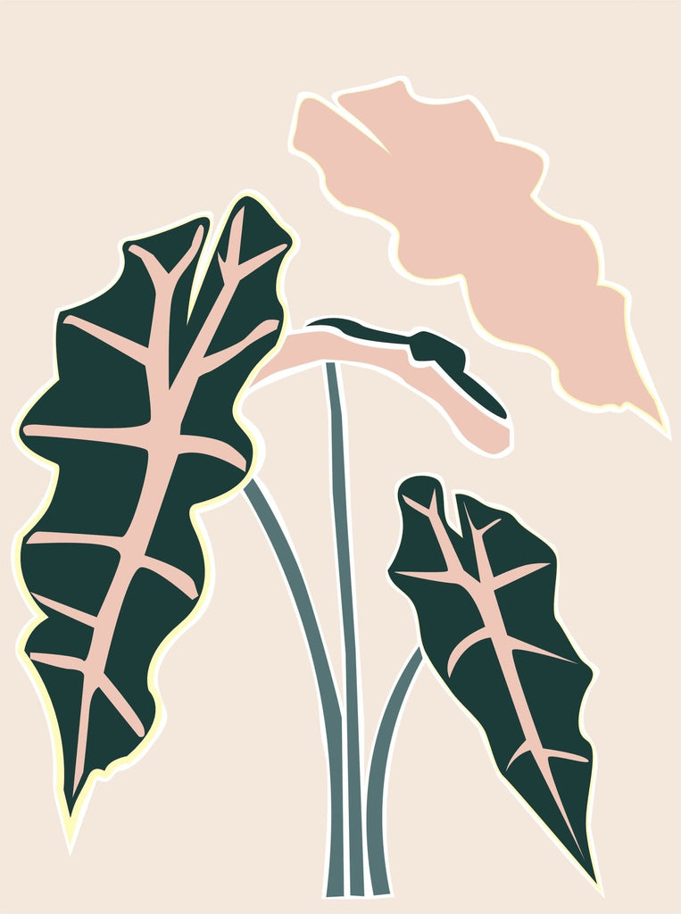 Alocasia Polly - Leaf Envy