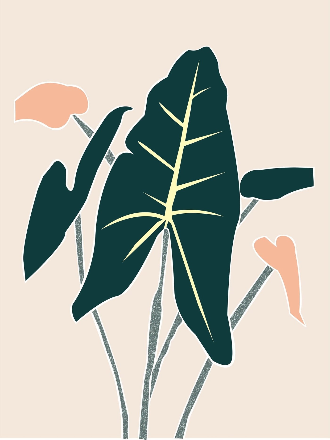 Alocasia Zebrina - Leaf Envy