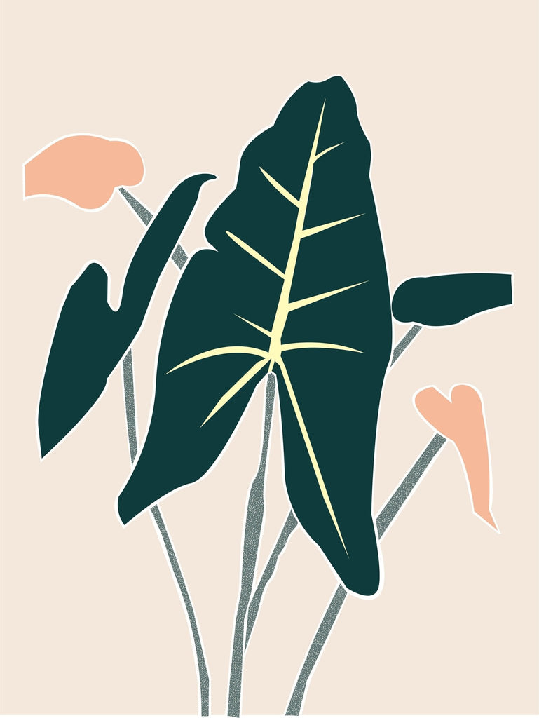 Alocasia Zebrina - Leaf Envy