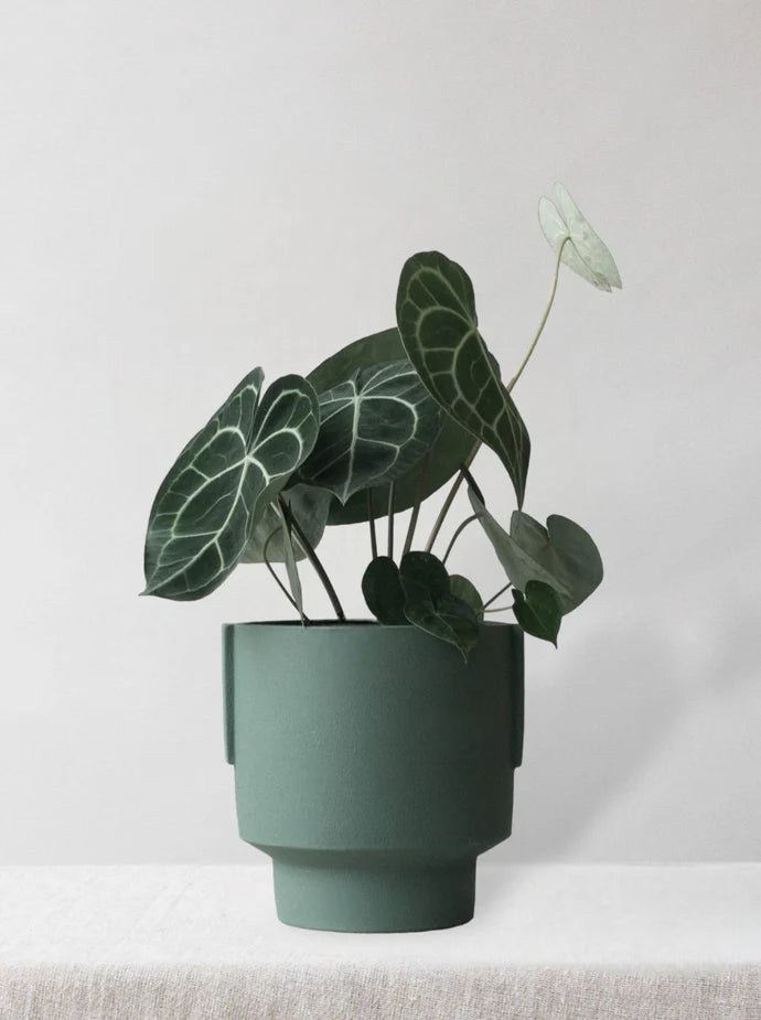 Anthurium Clarinervium Care Guide