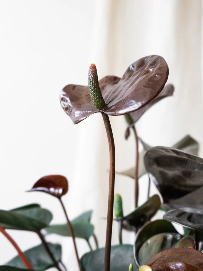 Black Flamingo Flower Care Guide