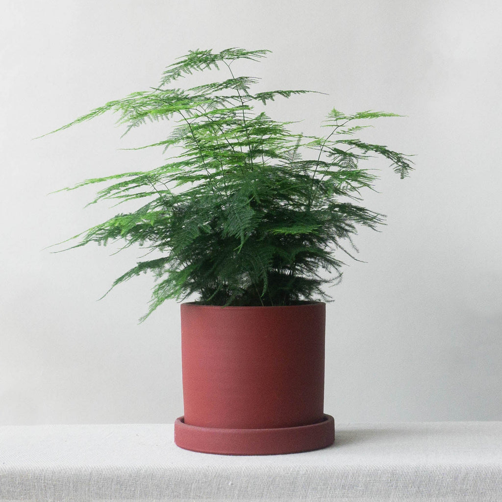 Asparagus Fern Plant Care - Leaf Envy