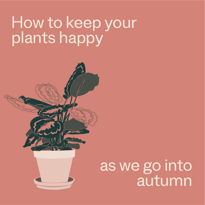 Autumn Plant Care Tips