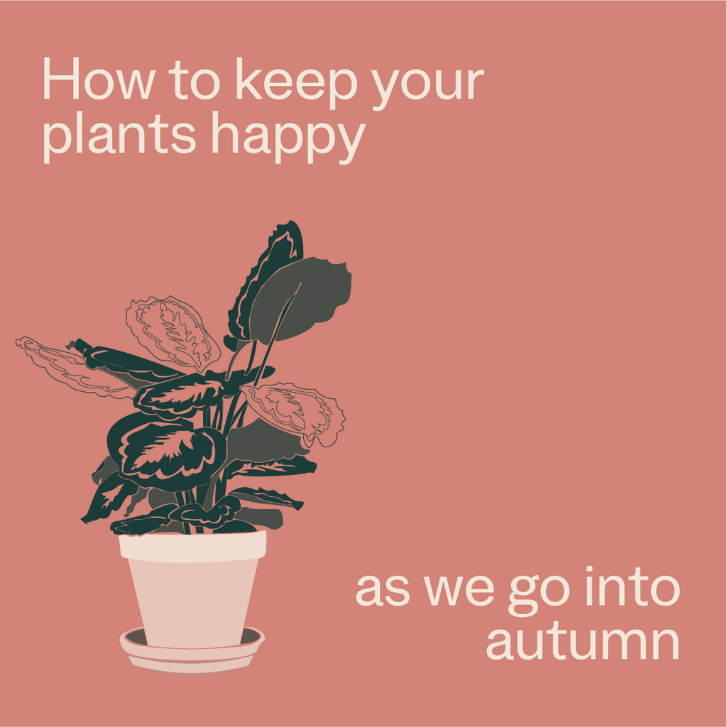 Autumn Plant Care Tips - Leaf Envy