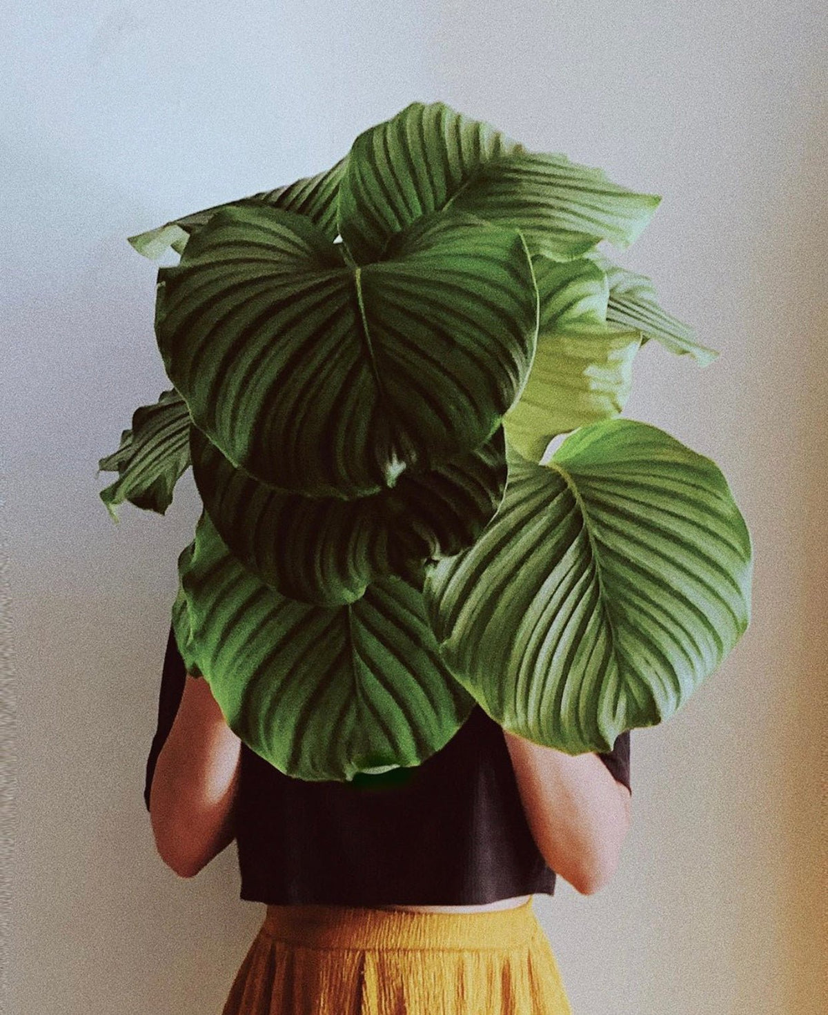 Become a Leaf Envy Ambassador