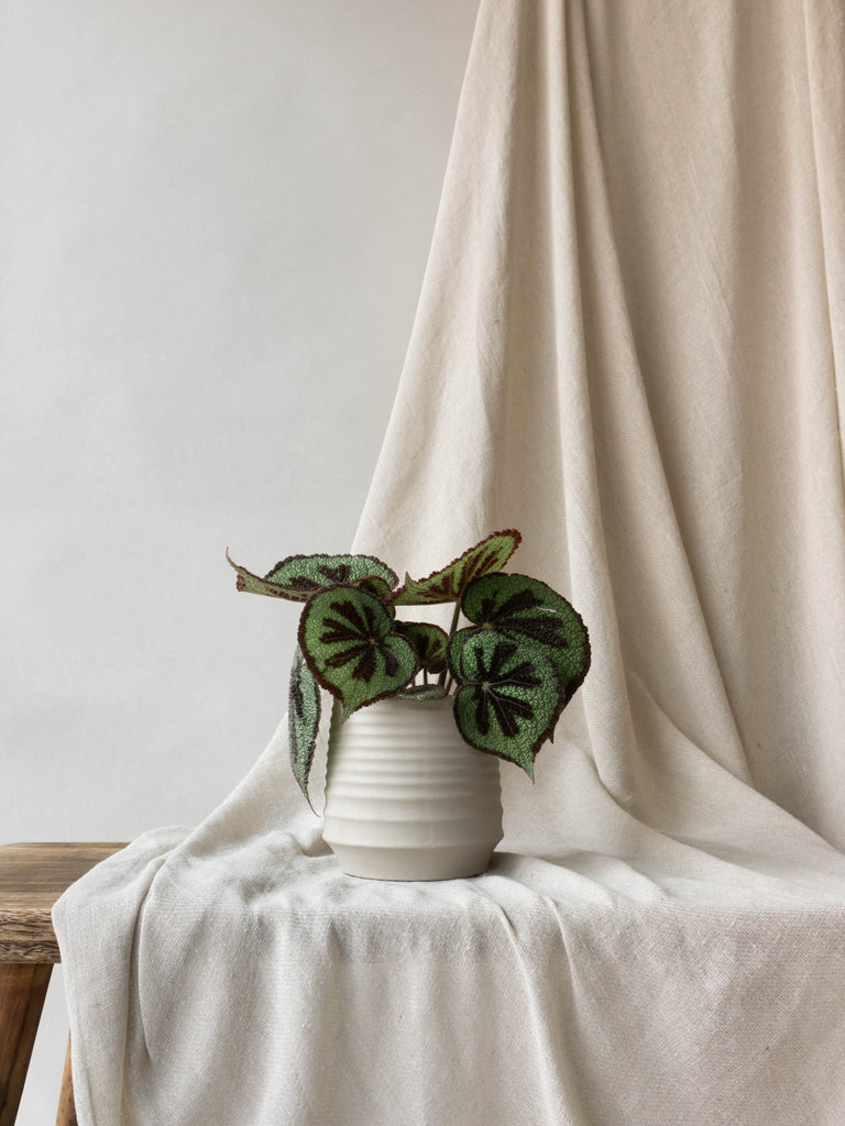 Begonia Masoniana care and style tips - Leaf Envy