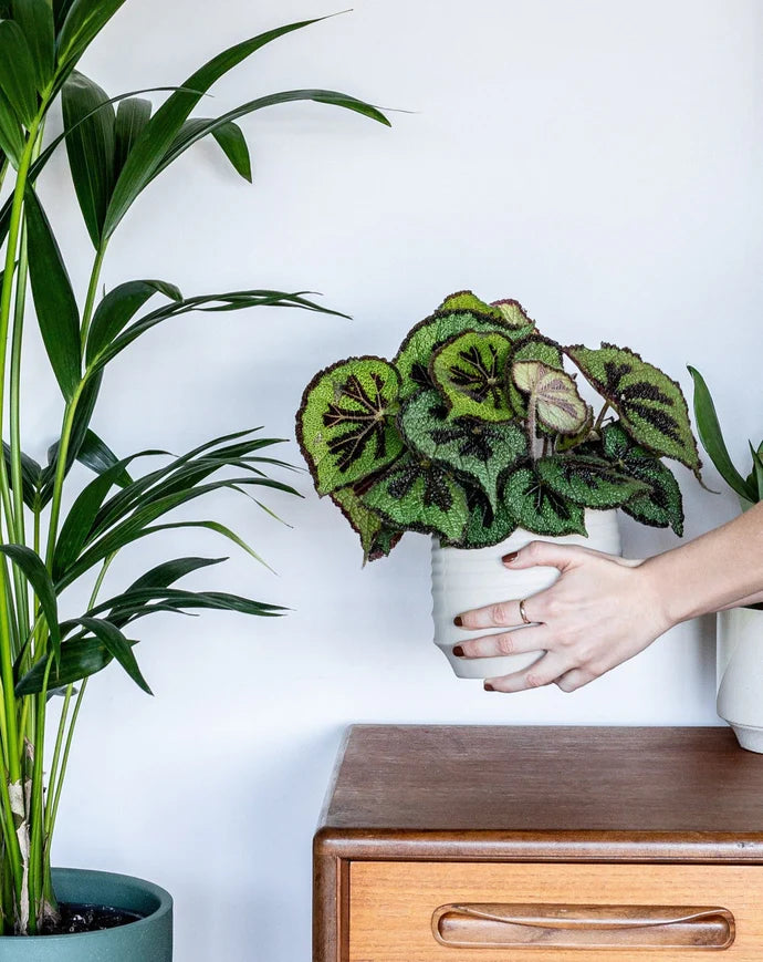 Begonia Masoniana Rock Care Guide