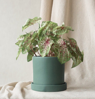Behind the Leaves: A Comprehensive Guide to Caladium Miss Muffet