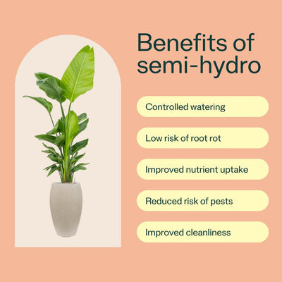Benefits of Semi-Hydro for Plant Health