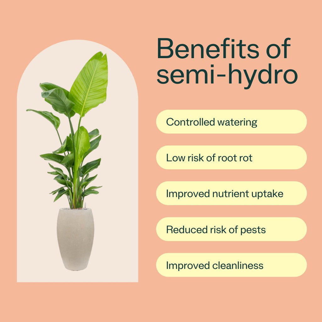 Benefits of Semi-Hydro for Plant Health - Leaf Envy