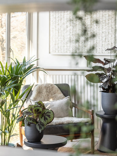 Best plants by room. Where to put which plants