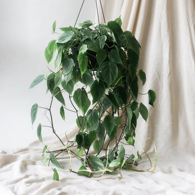 Best Plants to Create Plant Curtains