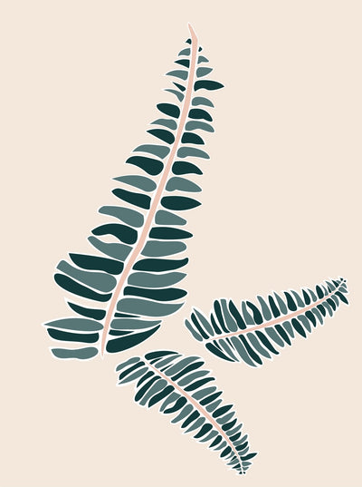 Boston Fern