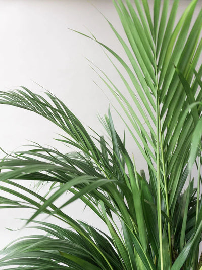 Butterfly Palm