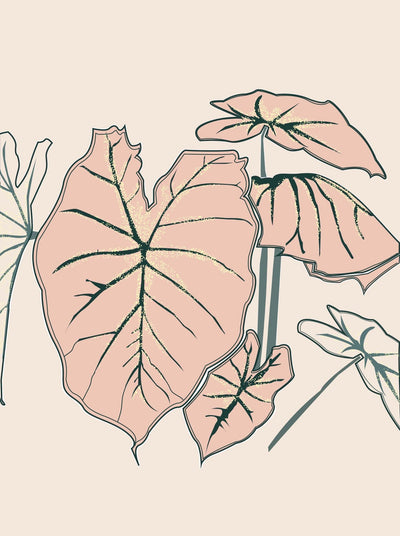 Caladium