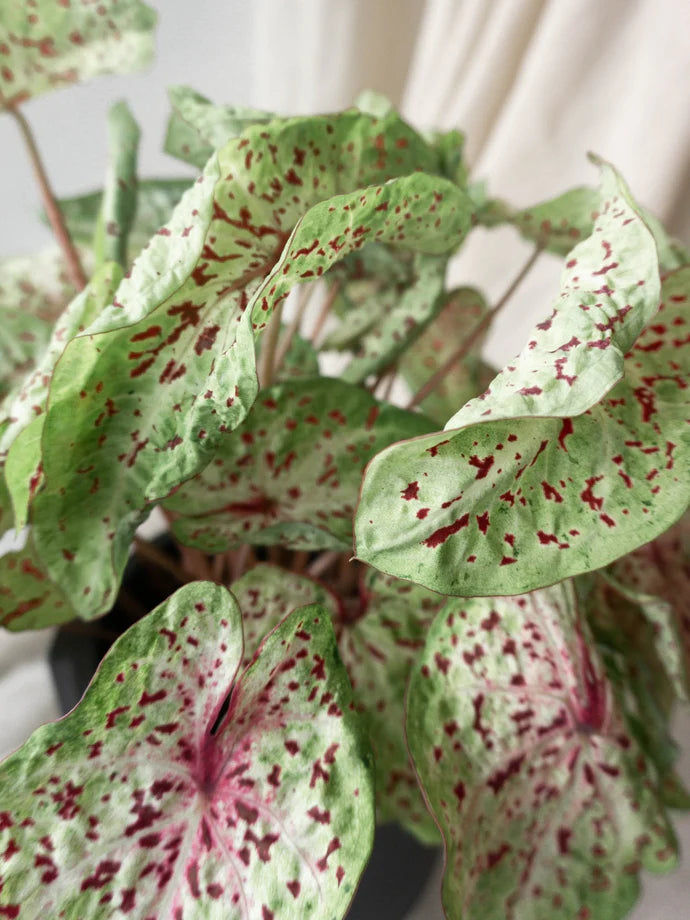 Caladium Miss Muffet Care Guide