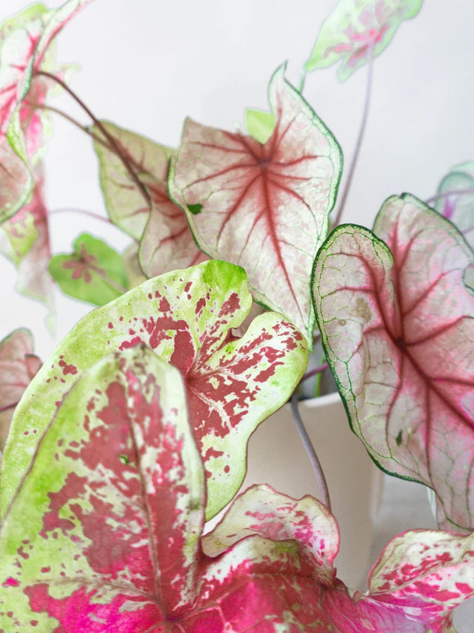 Caladium Moon & Summer Breeze Care Guide