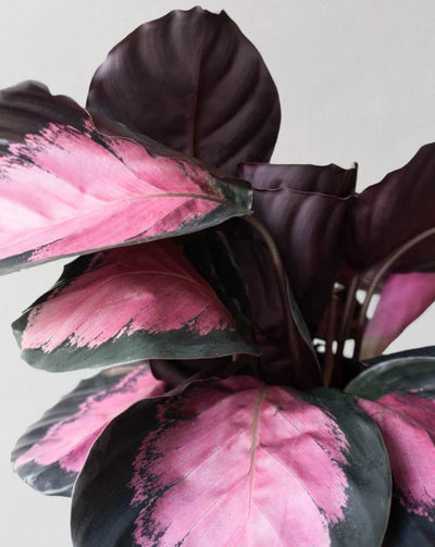 Calathea Crimson
