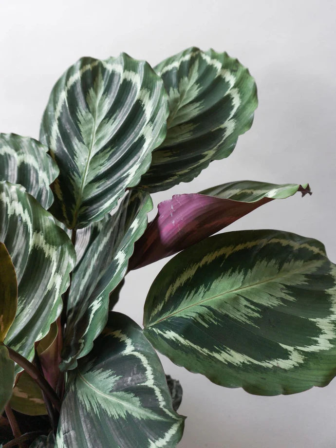 Calathea Medallion Care Guide