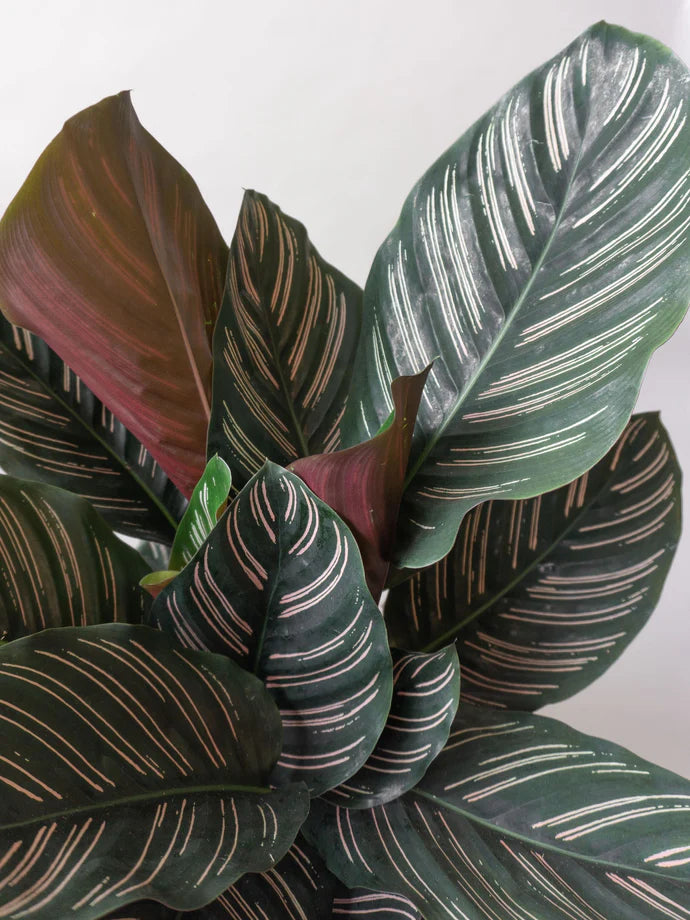 Calathea Pinstripe Care Guide