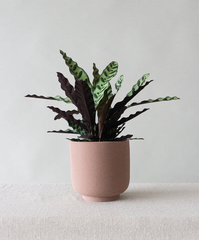 Calathea Rattlesnake