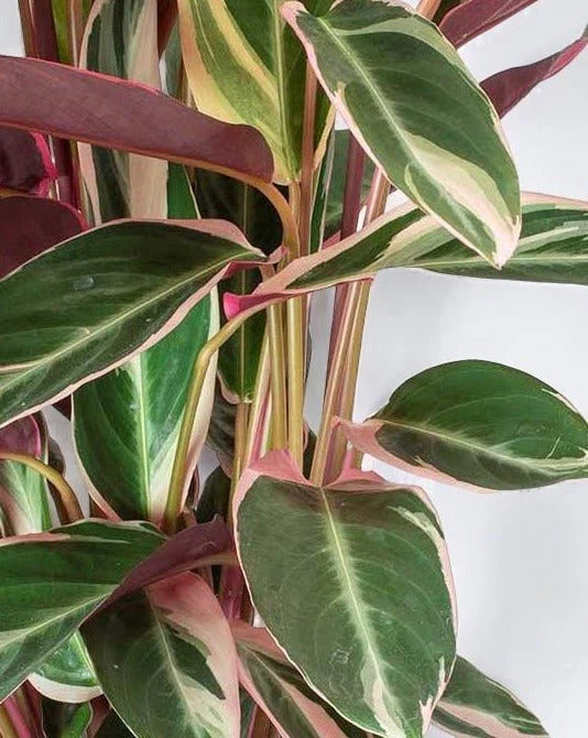 Calathea Triostar Care Guide