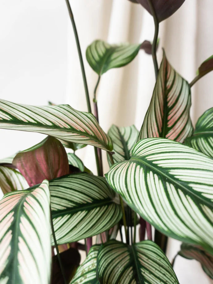 Calathea White Star Care Guide