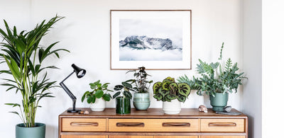 Caring for your Plants in the Spring Months