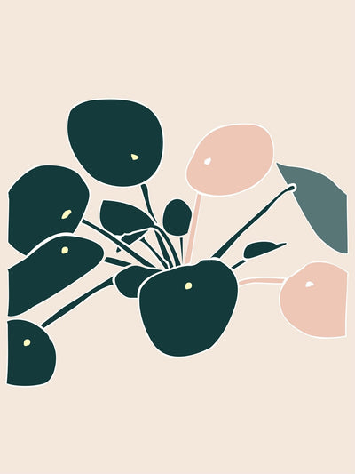 Chinese Money Plant