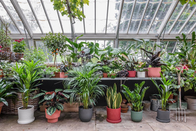 Creating a happy home for your house plants
